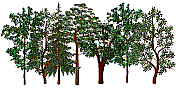 arbres.gif (8957 octets)